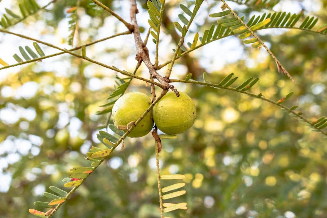 Benefits of Amla for Hair Growth