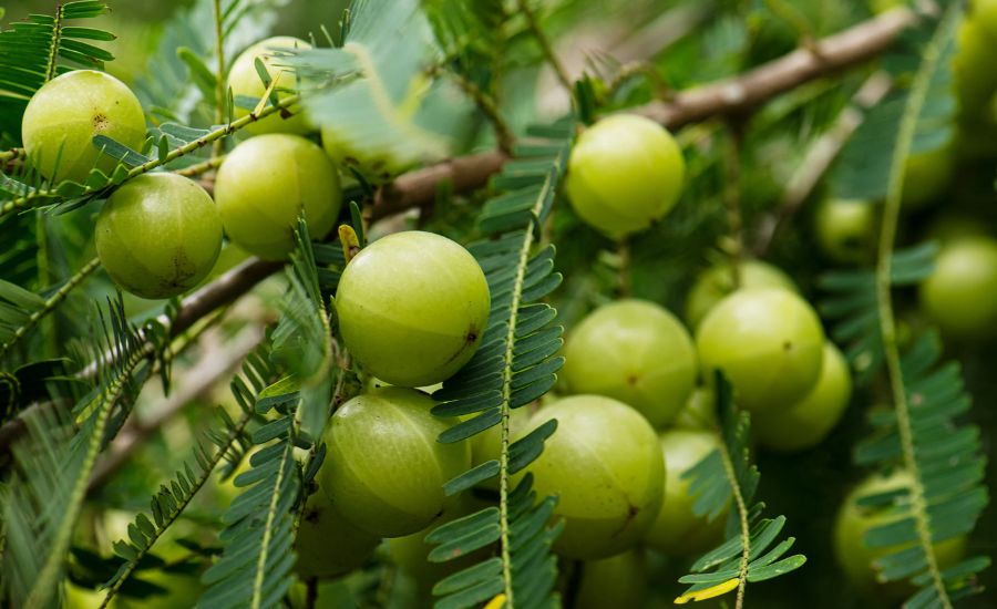 Indian Gooseberry